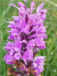 Early marsh orchid