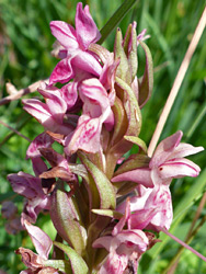 Pale pink flowers