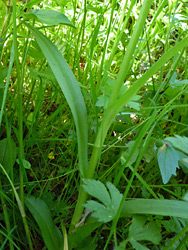 Narrow leaves