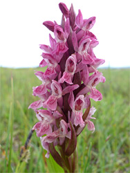 Reddish-pink flowers