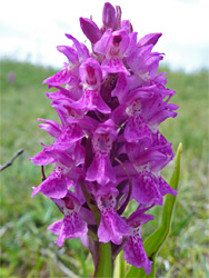 Pinkish purple flowers