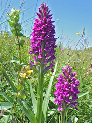 Two flower spikes