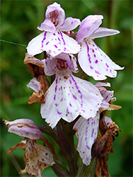 Withering flowers