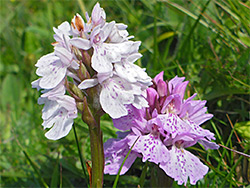 Pink and white flowers