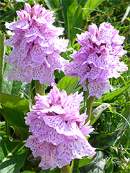 Three flowering stems