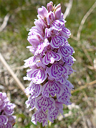 Heath spotted orchid