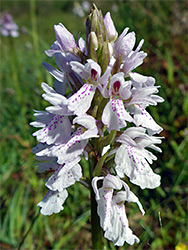 White flowers