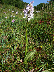 Flowering stem