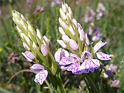 Two flower spikes