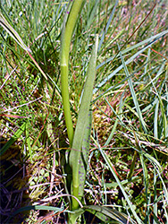 Stem and leaves