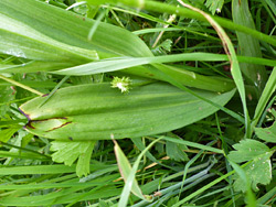 Stem and leaves