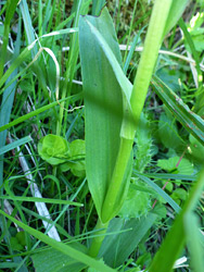 Broad leaves