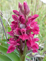 Northern marsh orchid