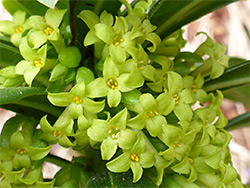 Daphne laureola