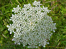 Flat-topped inflorescence