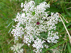 Wild carrot