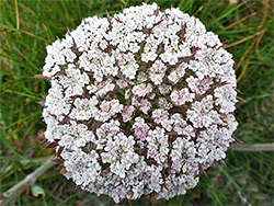 Pinkish flowers