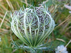 Developing fruits