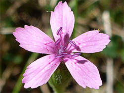 Dianthus armeria