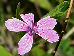 Purple anthers