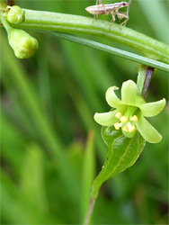 Flower and leaf