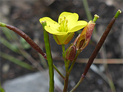 Perennial wall-rocket