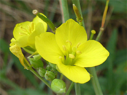Lemon-yellow petals