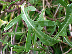 Pinnatifid leaf