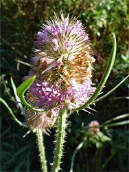 Inflorescence