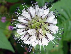 Dipsacus pilosus