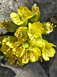 Yellow inflorescence
