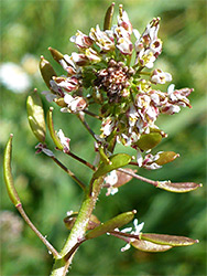 Draba muralis