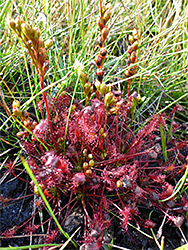 Oblong-leaved sundew