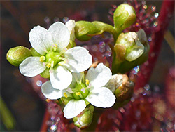 Flowers and buds