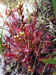 Clustered leaves