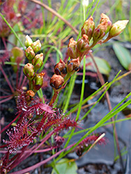 Developing flowers