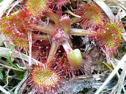 Round-leaved sundew