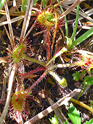 Leaves and buds