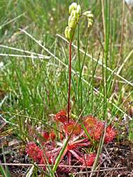 Round-leaved sundew