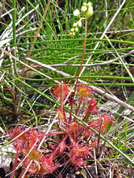 Red leaves