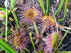 Round-leaved sundew