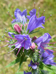 Exserted stamens