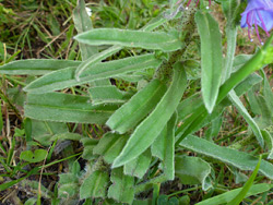Narrow stem leaves
