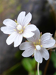 Two white flowers