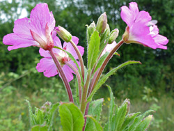 Large pink flowers