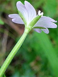 Petals and sepals