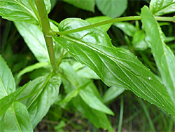 Hairless leaves