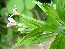 Leaves and flowers