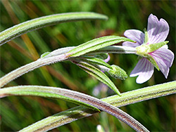 Inflorescence