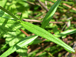 Narrow leaves